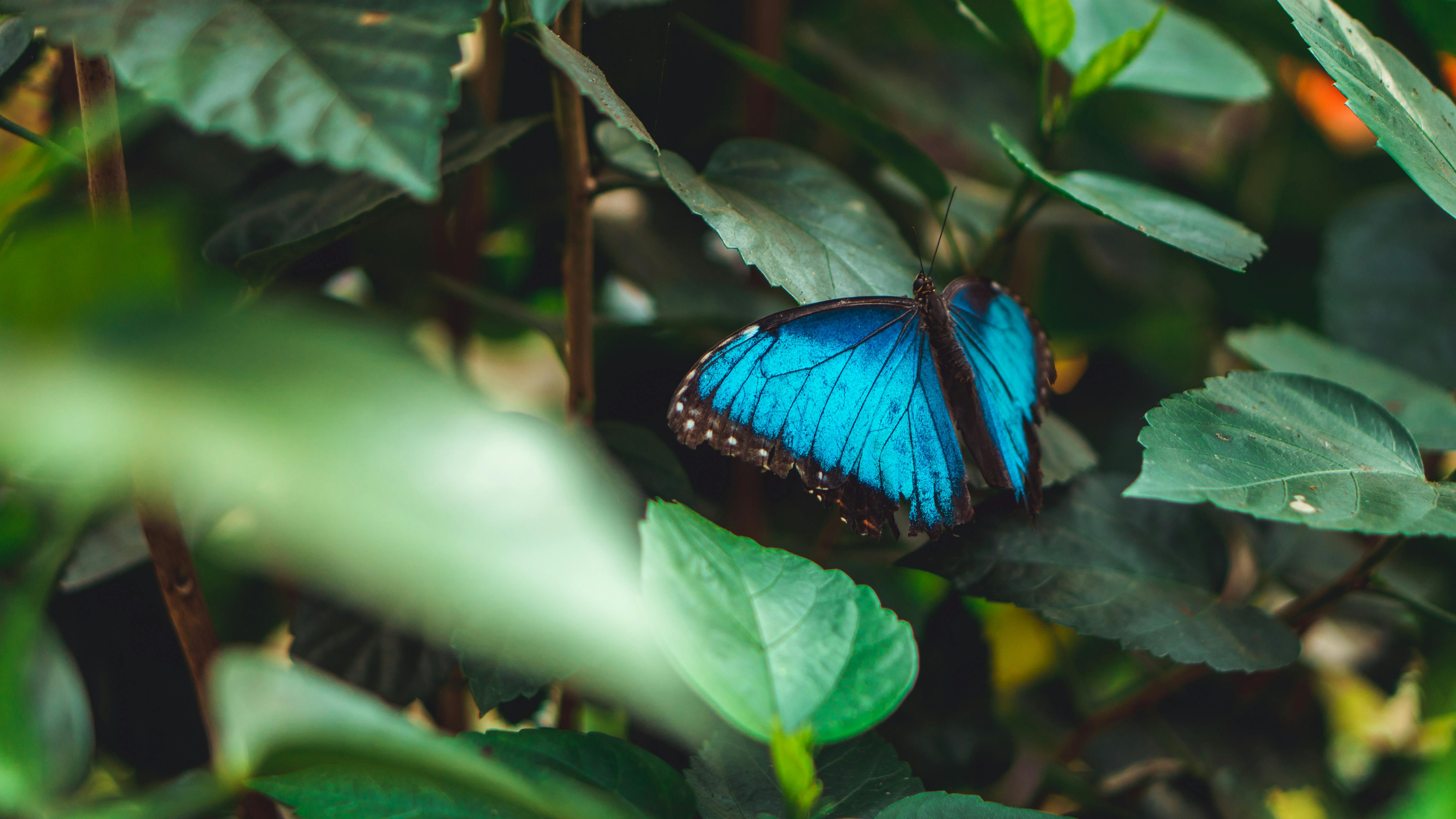 Butterfly Gardens & Living Nature